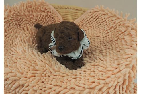 成約済の埼玉県のトイプードル-103125の2枚目